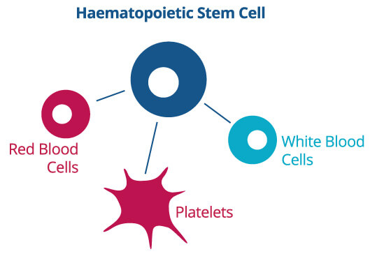 Diagrama de células madre hematopoyéticas diferenciándose en distintos tipos de células sanguíneas