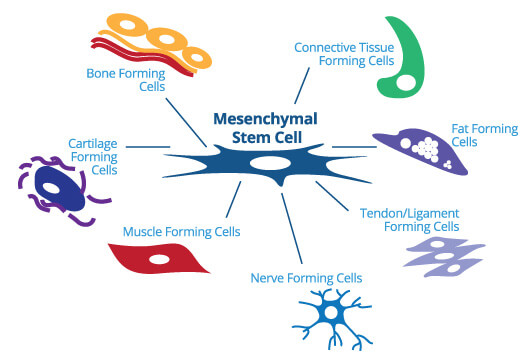 Diagrama de células madre mesenquimales diferenciándose en tejido nervioso, muscular y cartilaginoso